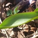 Scilla bifolia Leaf