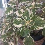 Coleus madagascariensis Leaf
