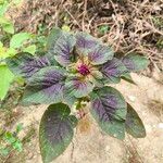 Amaranthus tricolor Levél