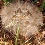 Tragopogon porrifolius Fruit