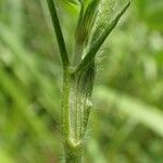 Trifolium ochroleucon Bark