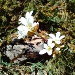 Saxifraga granulata Blomst