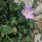 Geranium cinereum Çiçek