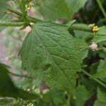 Galinsoga quadriradiata Fuelha