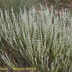 Sideritis leucantha Hàbitat