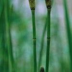 Equisetum laevigatum বাকল