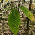 Castanea sativaFeuille