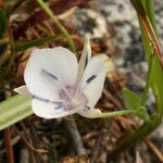 Calochortus minimus Kwiat
