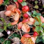 Chaenomeles × superba Leaf