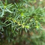 Juniperus communis Foglia