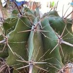 Echinocactus texensis 葉