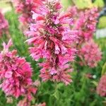 Agastache rupestris Квітка