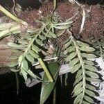 Dichaea panamensis Hoja