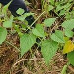 Physalis peruviana Leaf