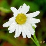 Leucanthemum ircutianum ফুল