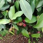 Acokanthera oblongifolia Frucht