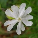 Silene latifoliaFlower