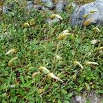Dryas drummondii Other