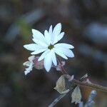 Lithophragma glabrum Λουλούδι