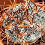 Melocactus levitestatus Corteza