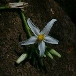 Solanum bahamense Blodyn