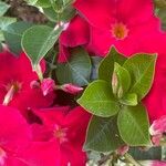Mandevilla sanderi 葉