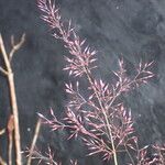 Agrostis pilosula Blüte