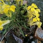 Erysimum jugicola برگ