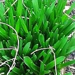 Scilla lilio-hyacinthus Feuille