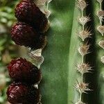 Pachycereus pecten-aboriginum Flower