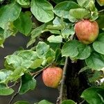 Malus pumila Fruit