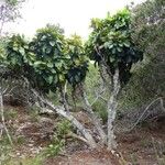 Oxera coriacea Hábito