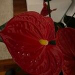 Anthurium andraeanum फूल