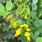 Cytisus nigricans Flower