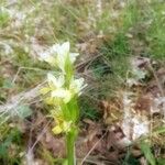 Dactylorhiza insularis Flower