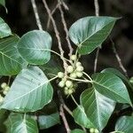 Ficus religiosa Fleur