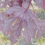 Hibiscus acetosella Feuille