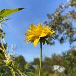 Rudbeckia laciniata Kwiat