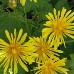 Crepis biennis Blomma