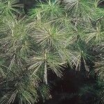 Pinus strobus List