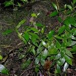 Peperomia pseudopereskiifolia Plante entière