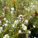 Lobularia maritimaFlower