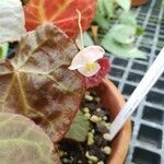 Begonia rajah Flor