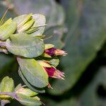 Cerinthe glabra Otro