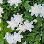 Anemonoides trifolia Blomst