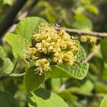 Cordia monoica Kwiat