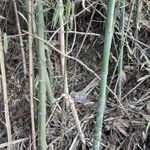 Bambusa vulgaris Кора