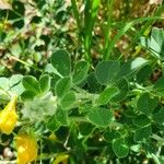 Crotalaria emarginella Hoja