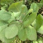 Cotinus obovatus Folha