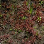 Drosera capillaris অভ্যাস